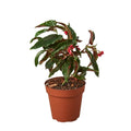 Begonia 'Miss Milly' - Holiday Corner