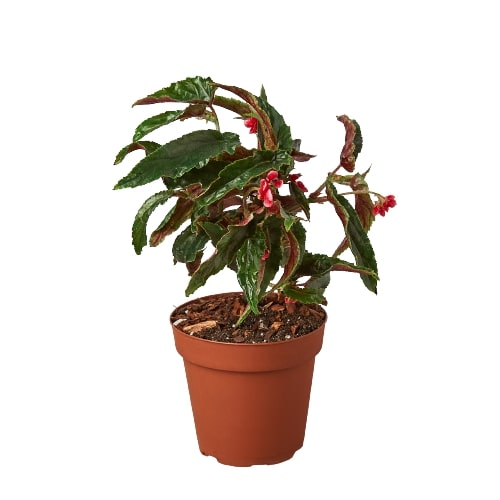 Begonia 'Miss Milly' - Holiday Corner