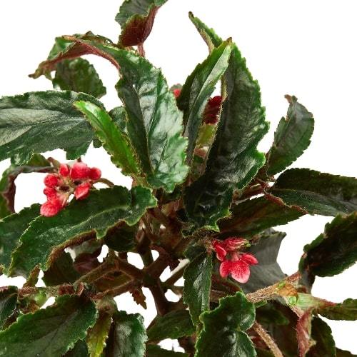 Begonia 'Miss Milly' - Holiday Corner