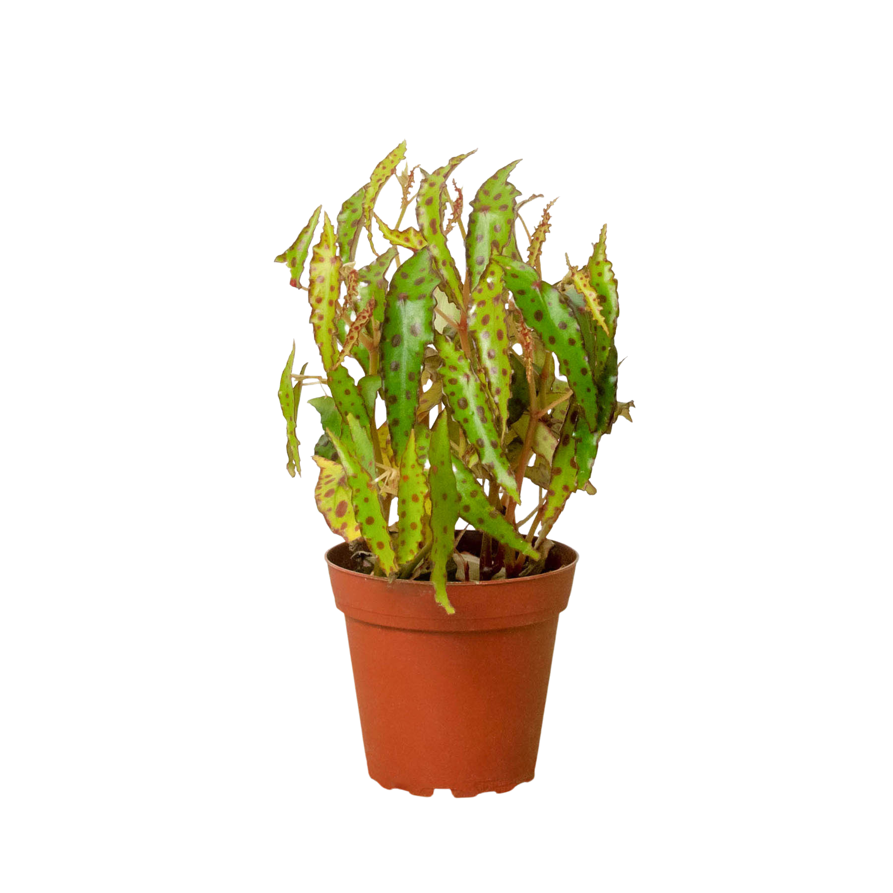 Begonia 'Pink Spotted' - Holiday Corner
