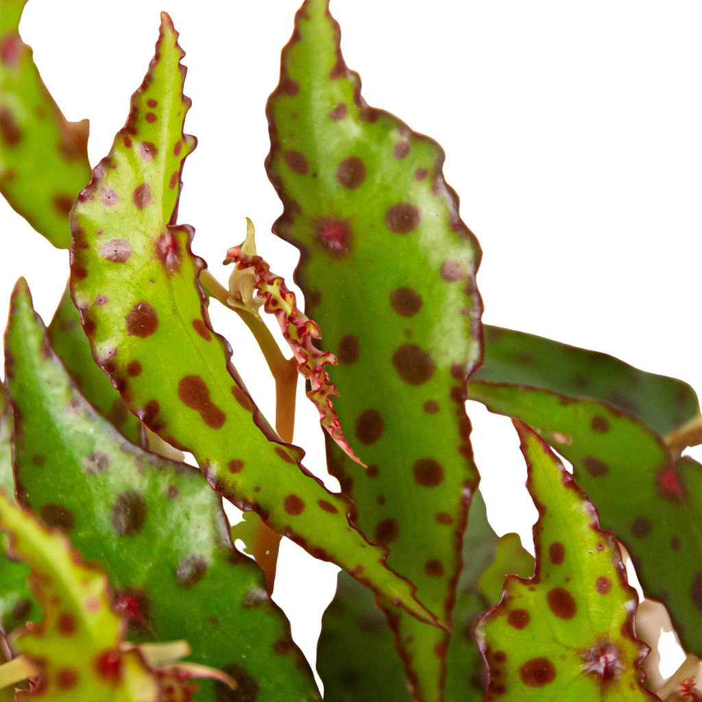 Begonia 'Pink Spotted' - Holiday Corner