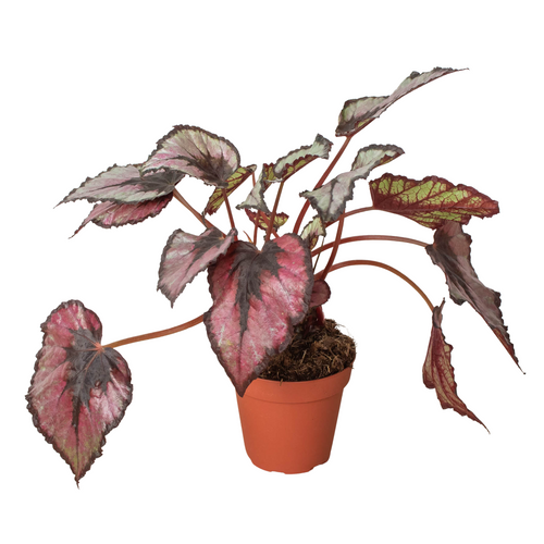 Begonia 'Rex' - 4" Pot - Holiday Corner