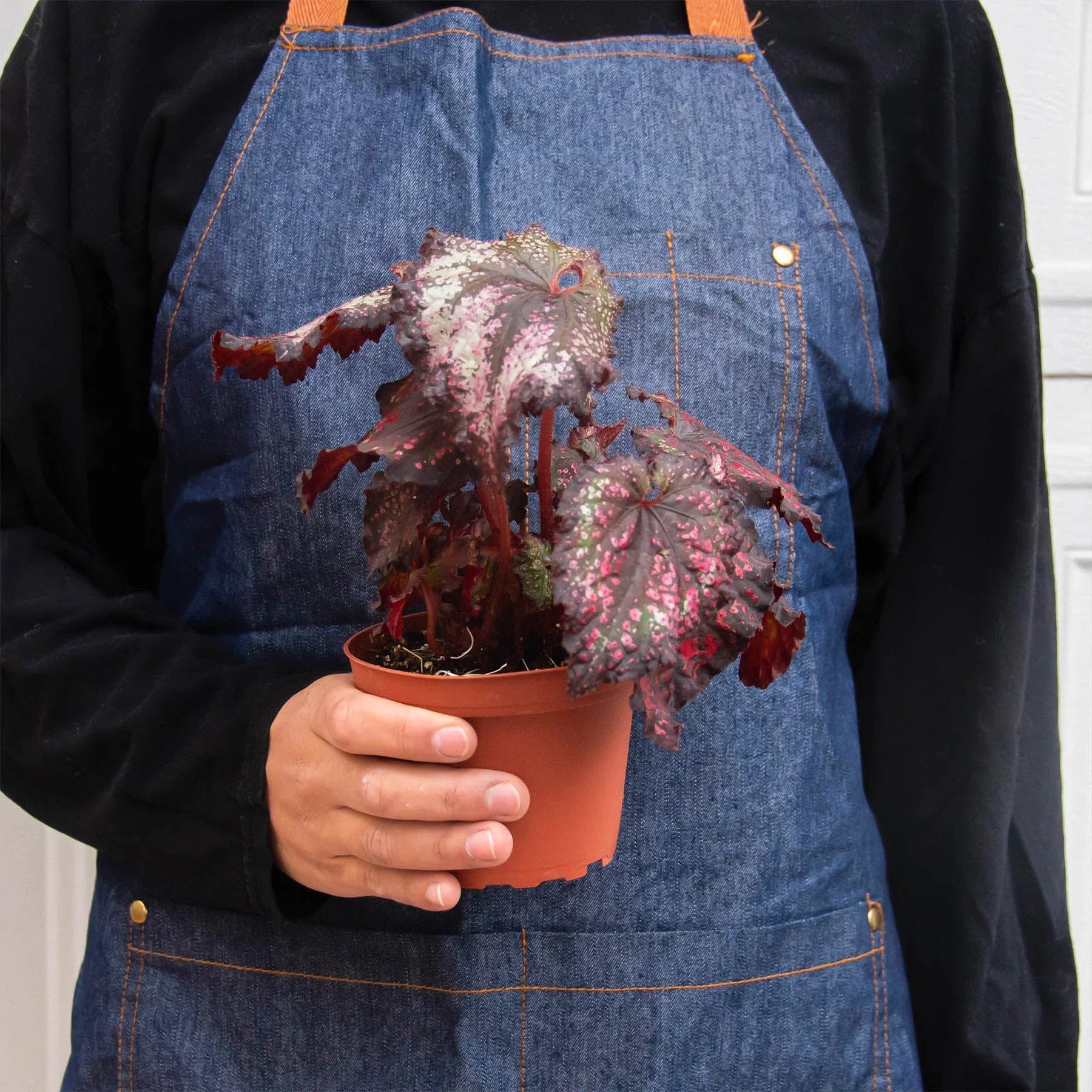 Begonia 'Rex' - 4 Pack Variety - Holiday Corner