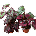 Begonia 'Rex' - 4 Pack Variety - Holiday Corner