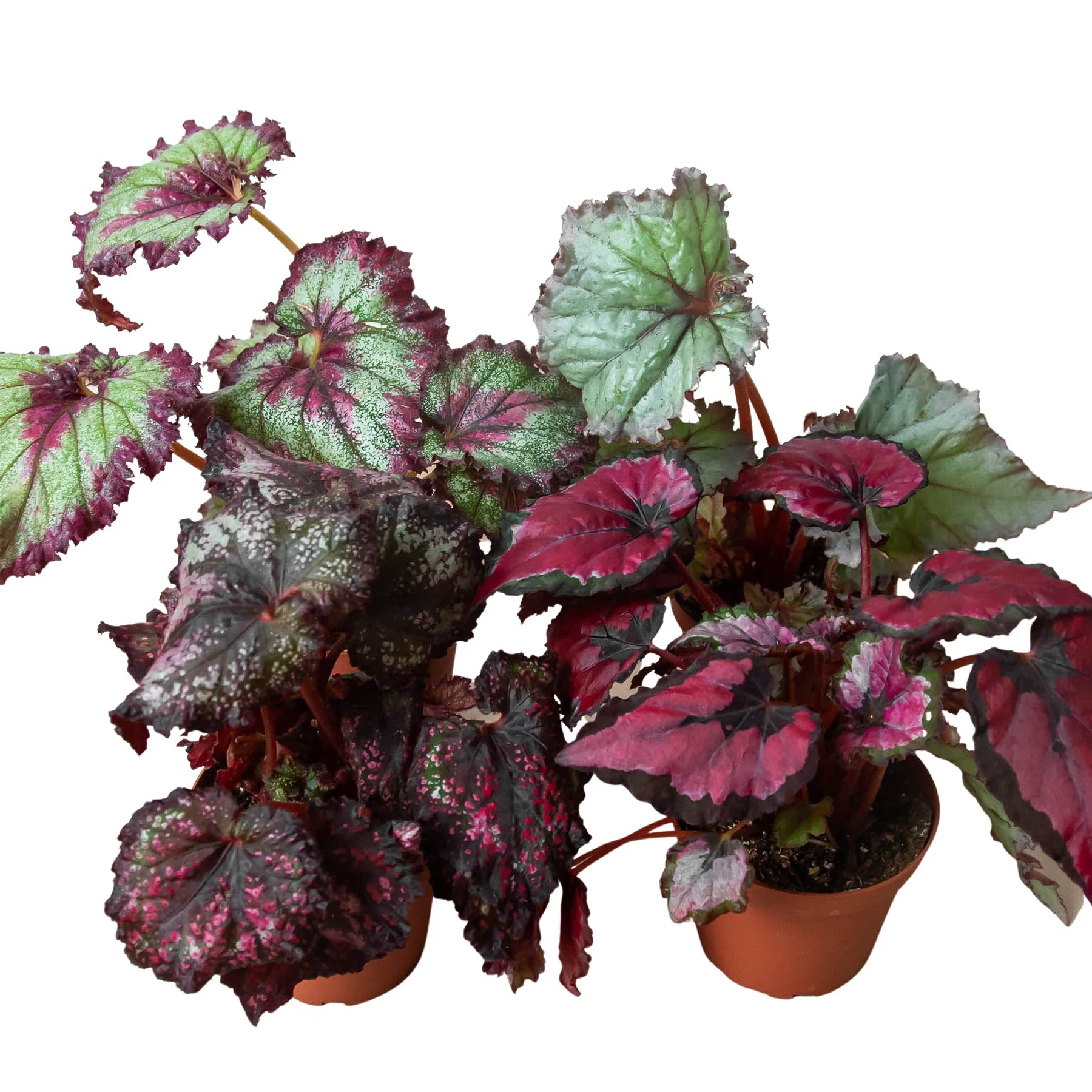 Begonia 'Rex' - 4 Pack Variety - Holiday Corner