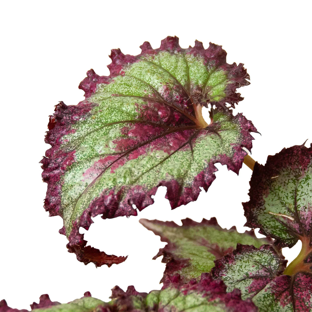Begonia 'Rex' - 4 Pack Variety - Holiday Corner