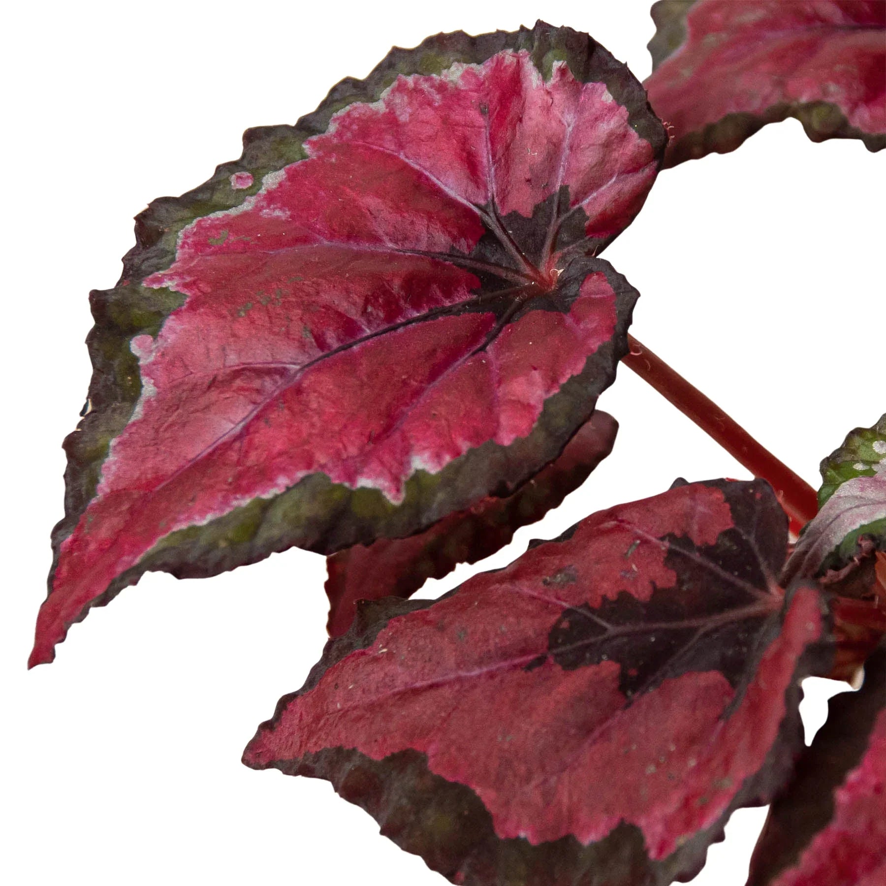 Begonia 'Rex' - 4 Pack Variety - Holiday Corner