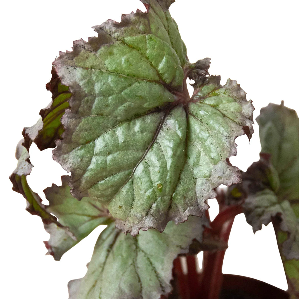 Begonia 'Rex' - 4 Pack Variety - Holiday Corner