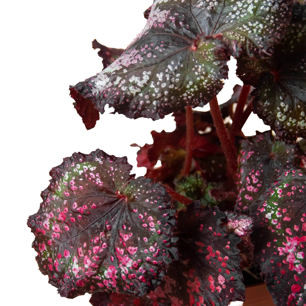 Begonia 'Rex' - 4 Pack Variety - Holiday Corner