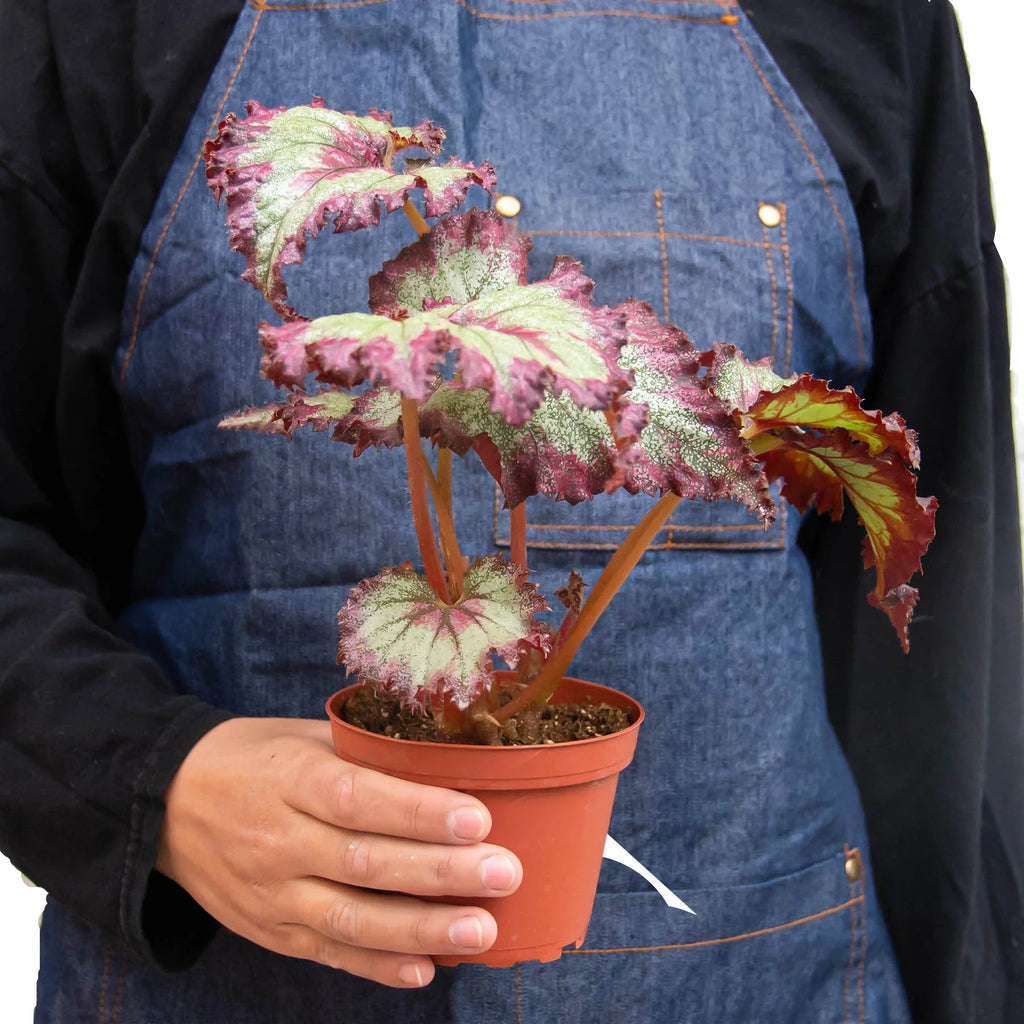 Begonia 'Rex' - 4 Pack Variety - Holiday Corner