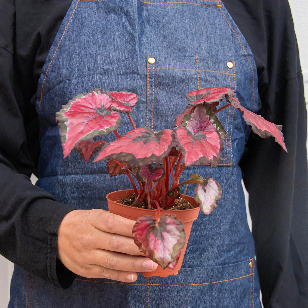 Begonia 'Rex' - 4 Pack Variety - Holiday Corner