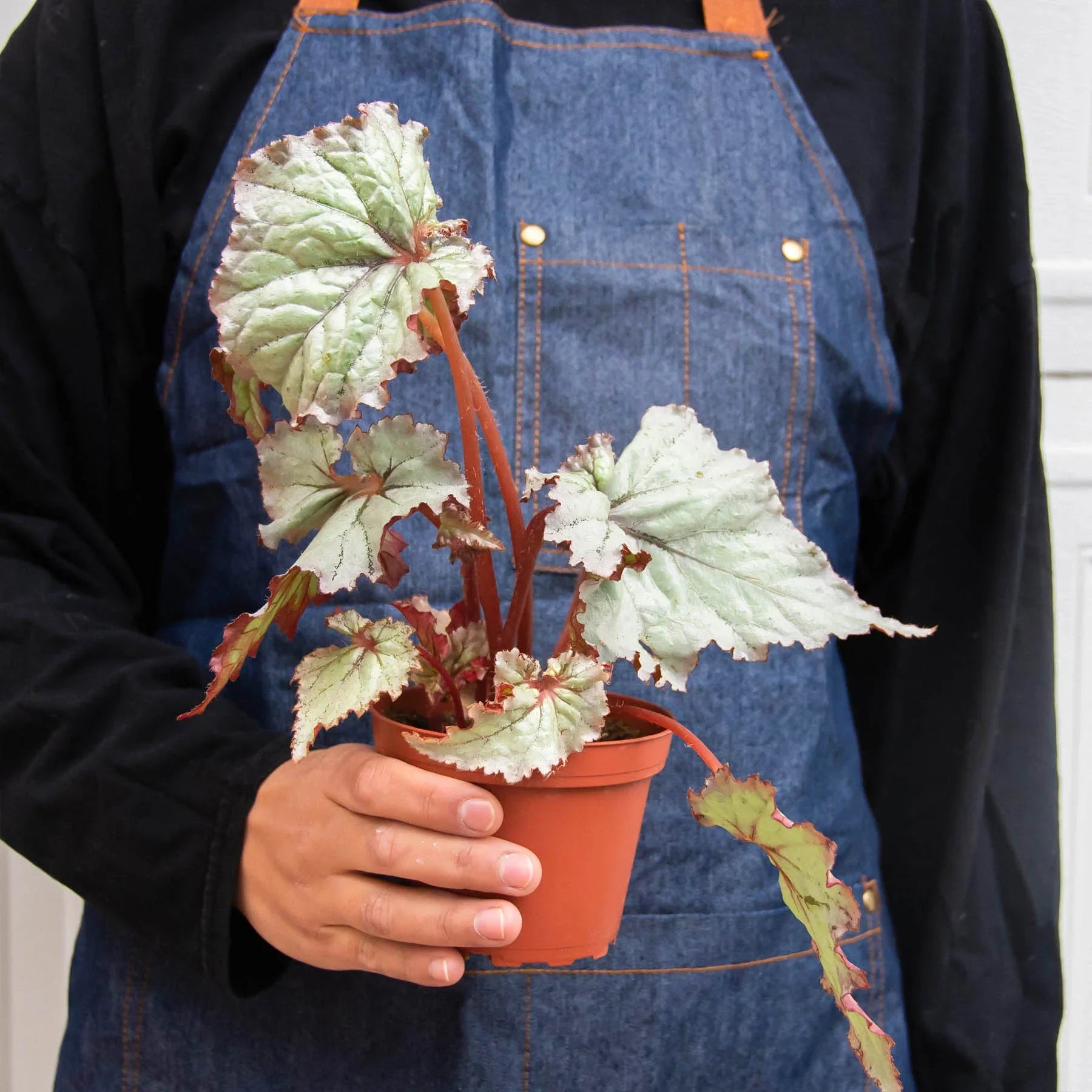 Begonia 'Rex' - 4 Pack Variety - Holiday Corner
