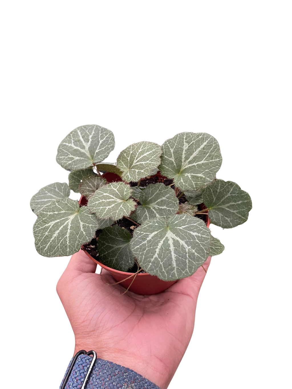 Begonia 'Strawberry' - Holiday Corner