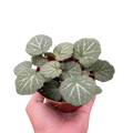 Begonia 'Strawberry' - Holiday Corner
