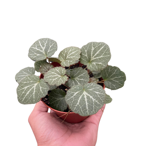 Begonia 'Strawberry' - Holiday Corner