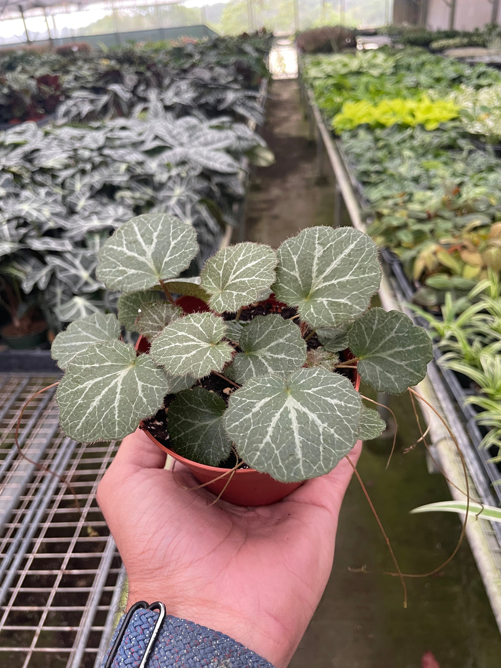 Begonia 'Strawberry' - Holiday Corner