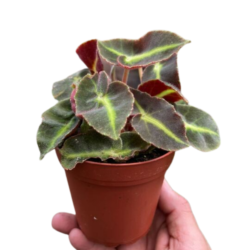 Begonia 'Striped' - Holiday Corner