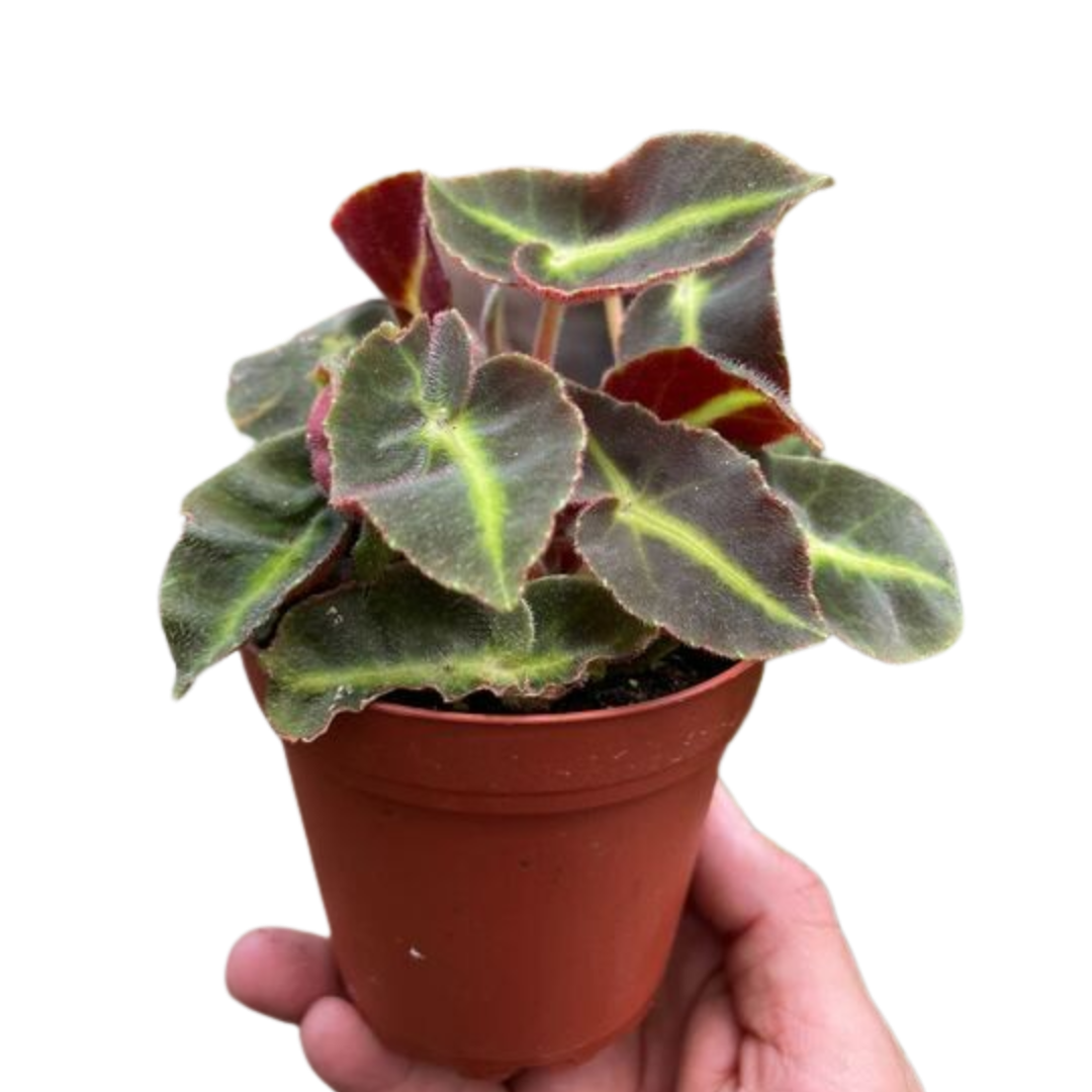 Begonia 'Striped' - Holiday Corner