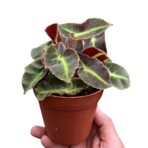 Begonia 'Striped' - Holiday Corner