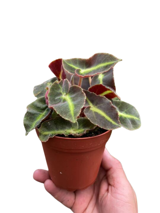 Begonia 'Striped' - Holiday Corner