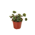 Begonia Tiger Paws - 4" Pot - Holiday Corner