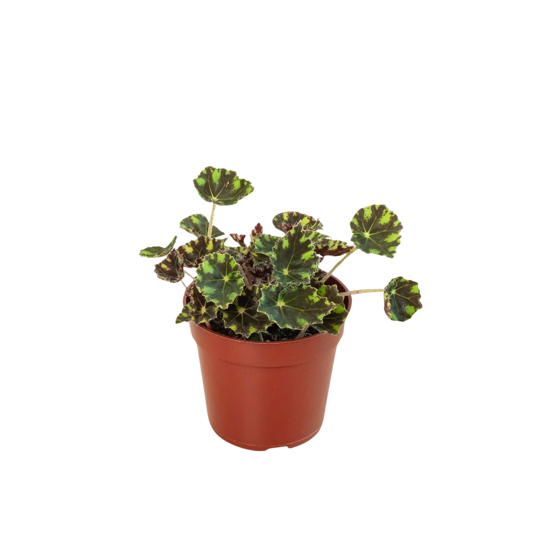 Begonia Tiger Paws - 4" Pot - Holiday Corner