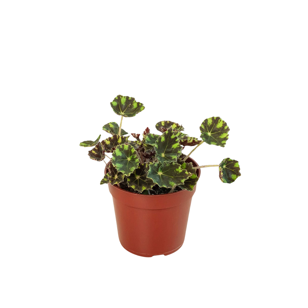Begonia Tiger Paws - 4" Pot - Holiday Corner