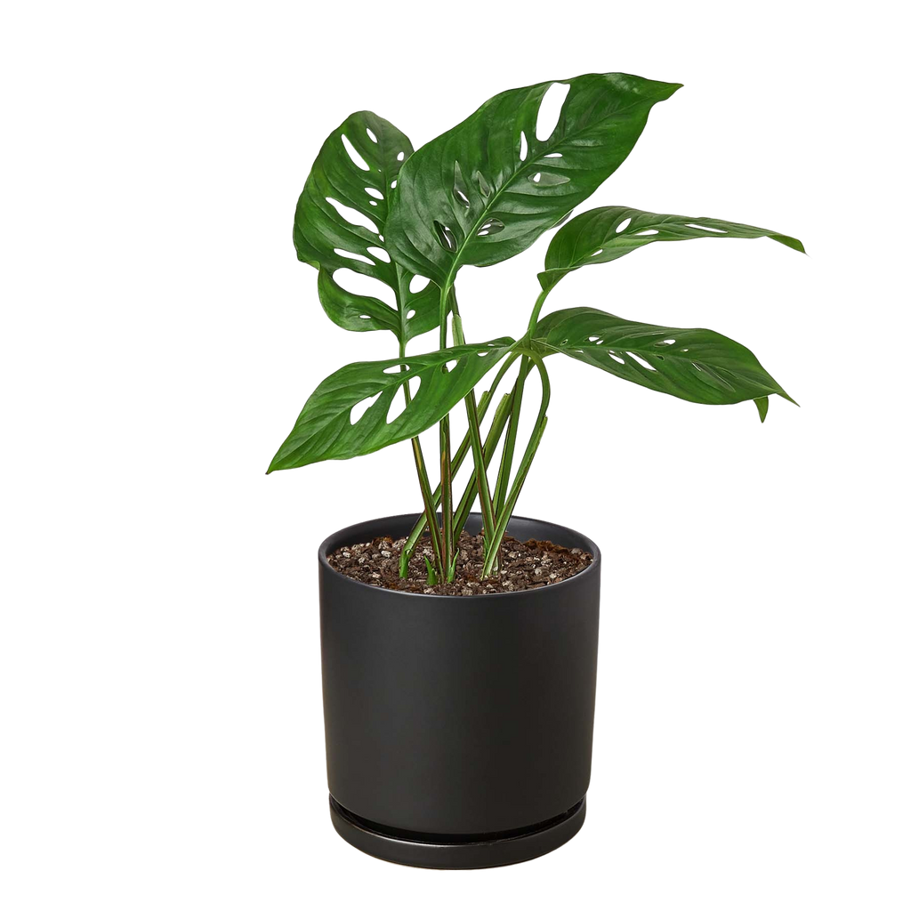 Monstera Adansonii 'Swiss Cheese' - Holiday Corner