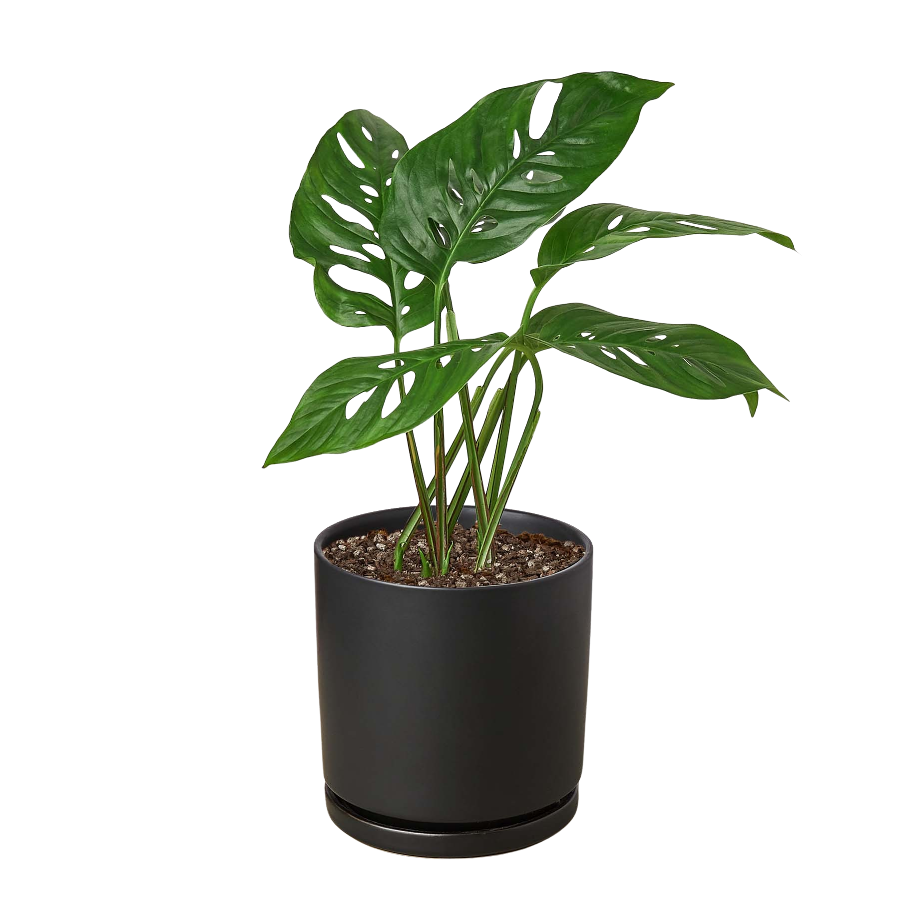 Monstera Adansonii 'Swiss Cheese' - Holiday Corner