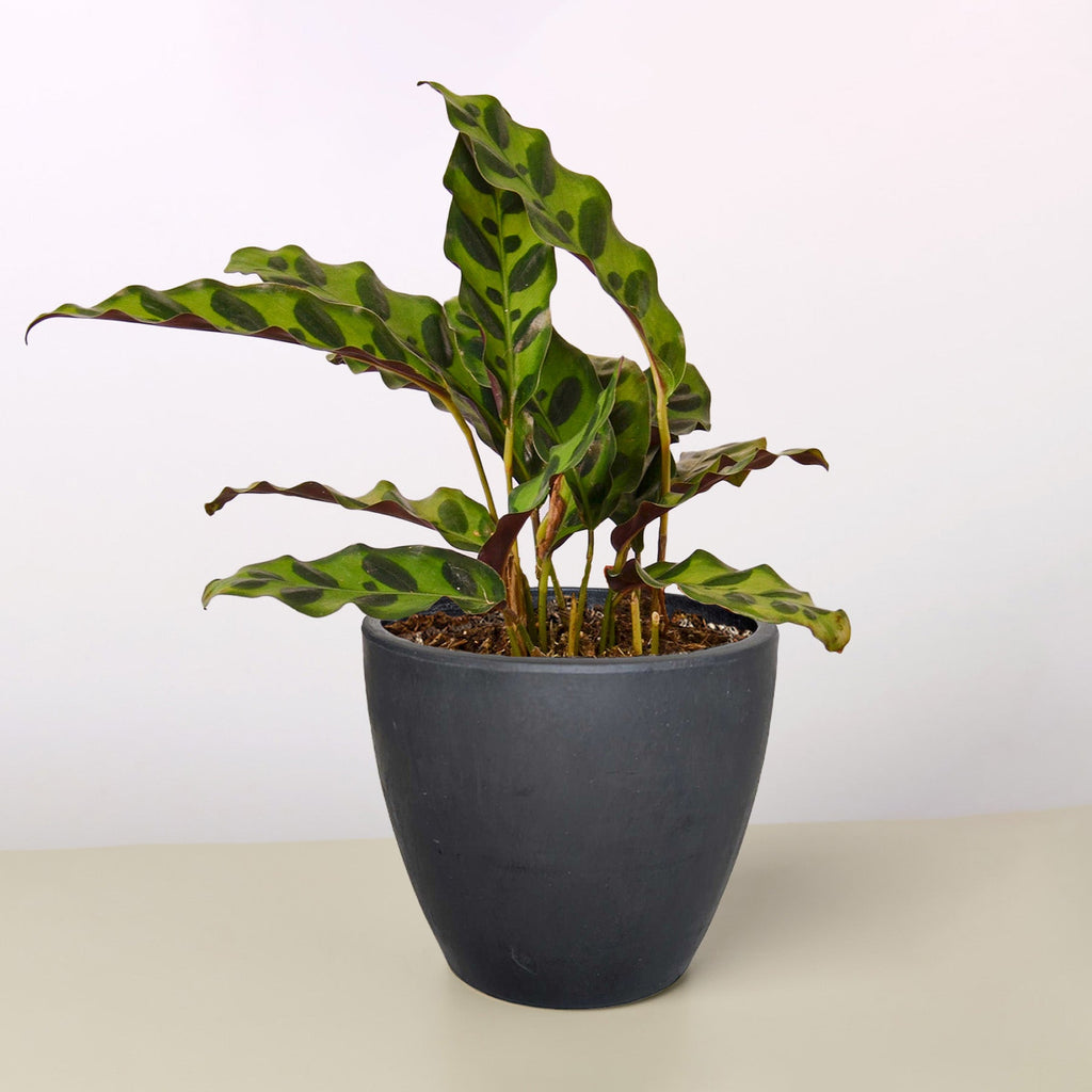 Calathea Lancifolia 'Rattlesnake' - Holiday Corner
