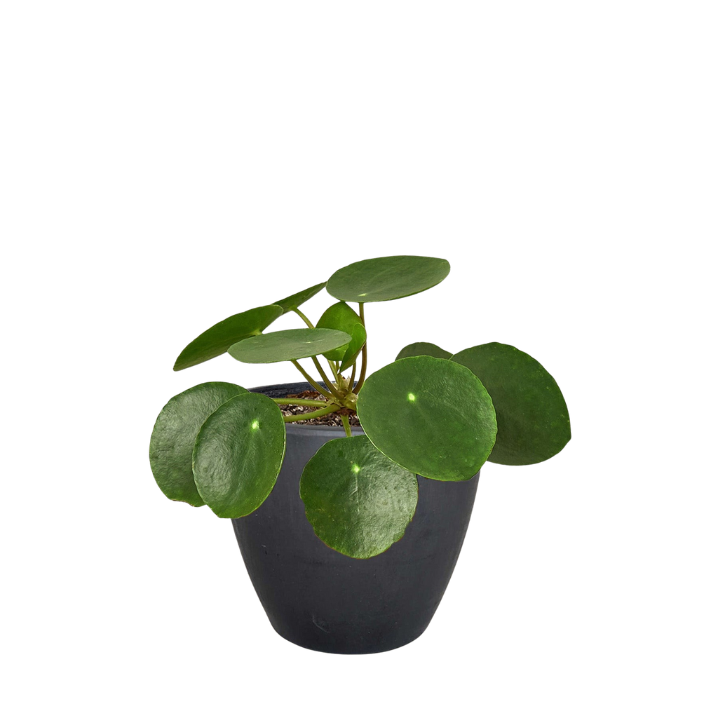Pilea Peperomioides 'Chinese Money' - Holiday Corner