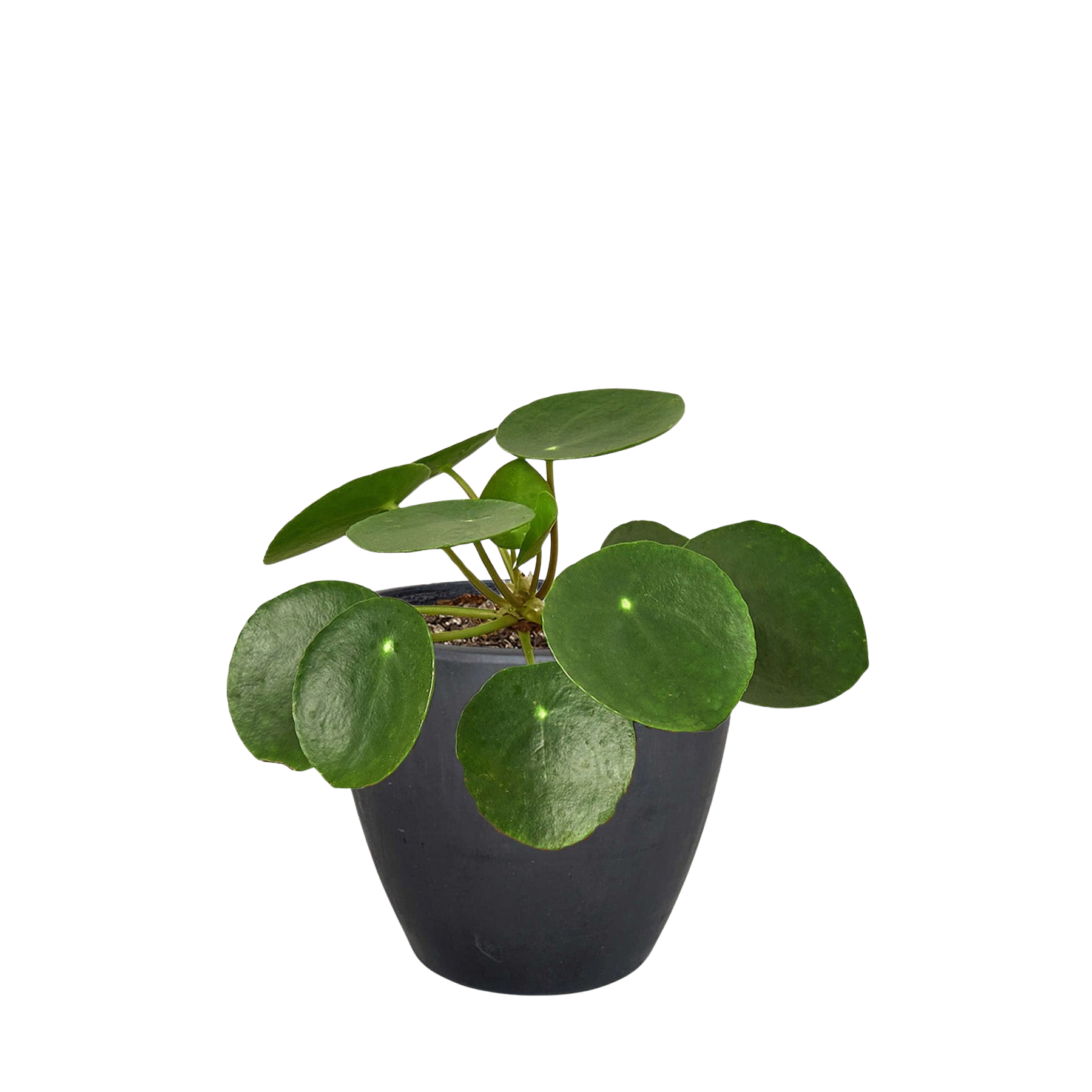 Pilea Peperomioides 'Chinese Money' - Holiday Corner