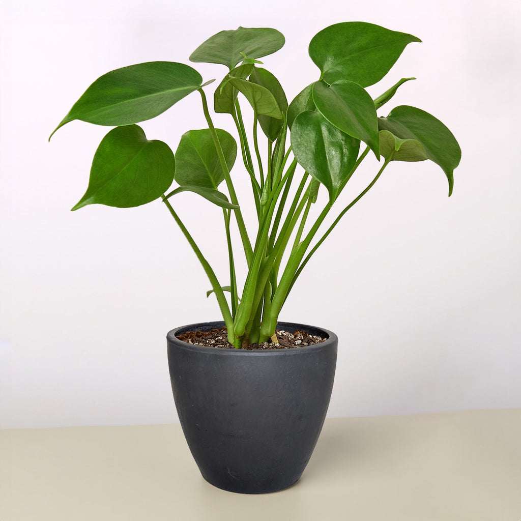 Monstera 'Split-Leaf' - Holiday Corner