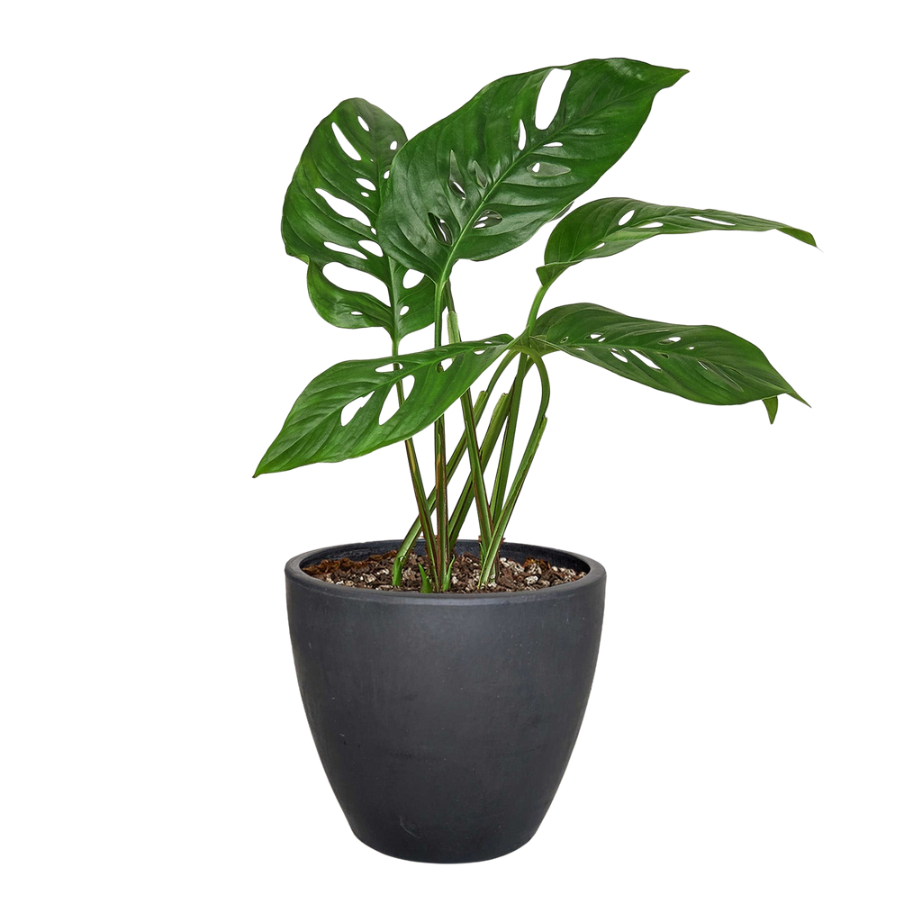 Monstera Adansonii 'Swiss Cheese' - Holiday Corner