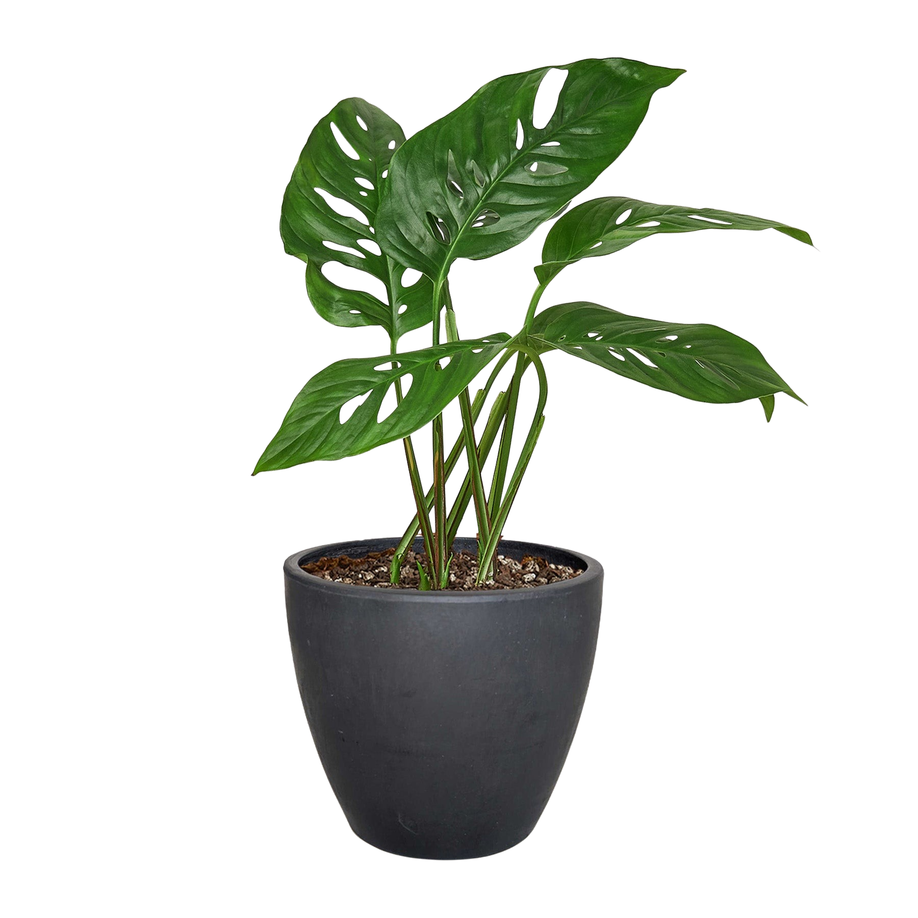 Monstera Adansonii 'Swiss Cheese' - Holiday Corner