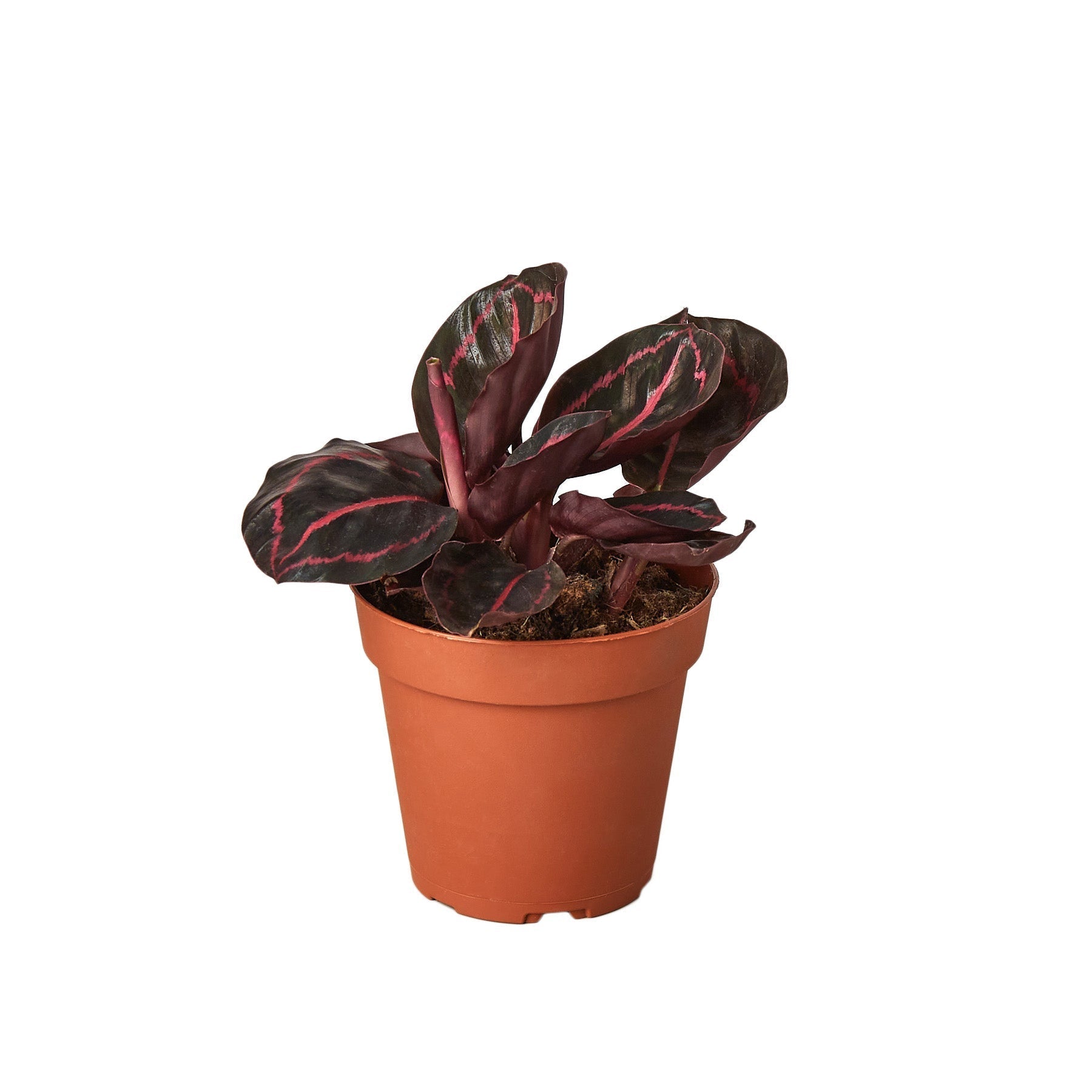Calathea 'Dottie' - 6" Pot - NURSERY POT ONLY - Holiday Corner