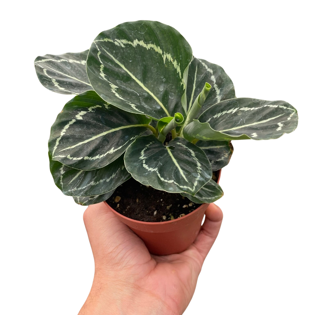 Calathea 'Green Goddess' - Holiday Corner