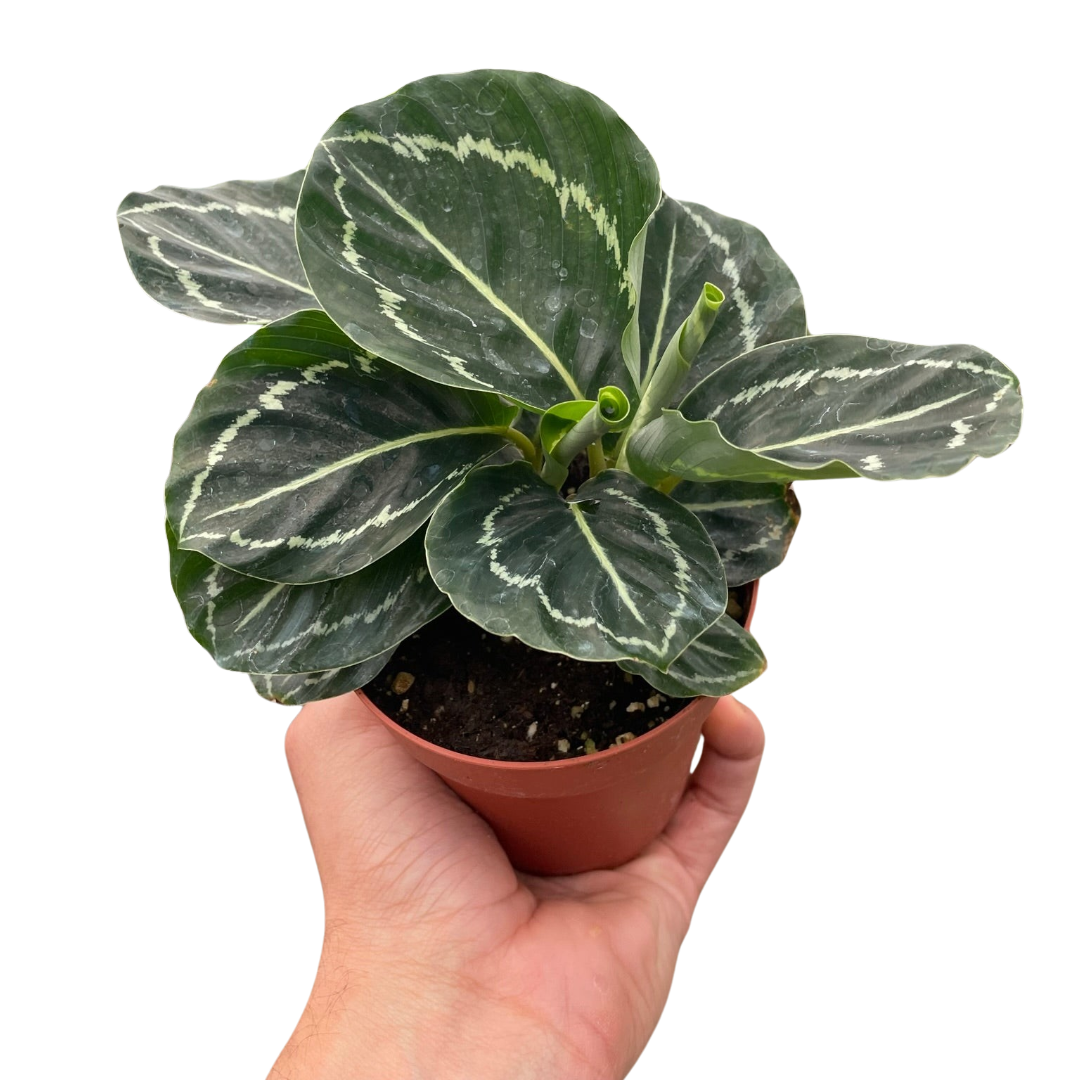 Calathea 'Green Goddess' - Holiday Corner