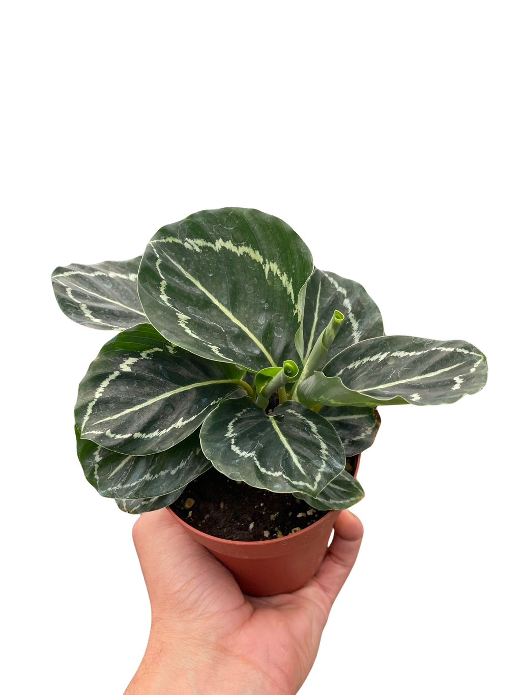Calathea 'Green Goddess' - Holiday Corner