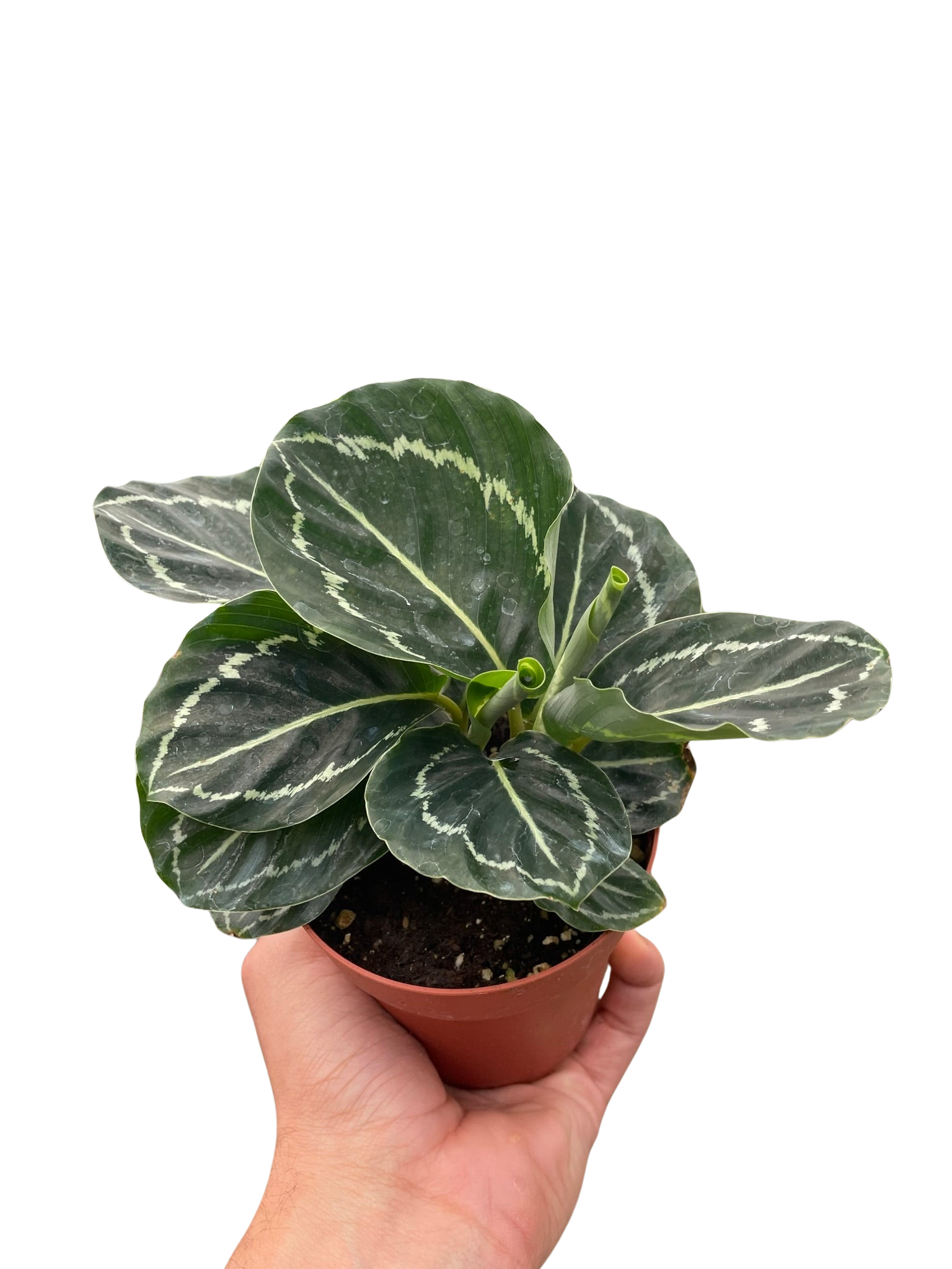 Calathea 'Green Goddess' - Holiday Corner