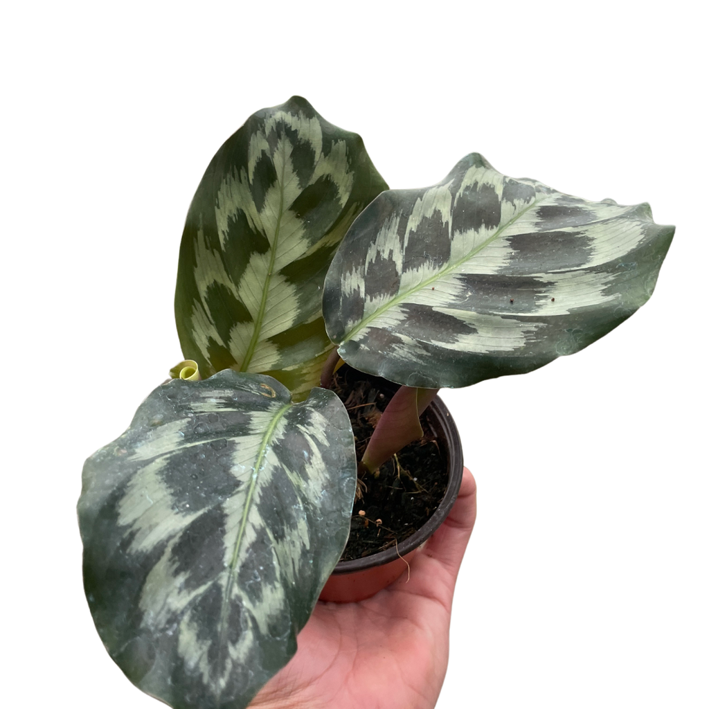 Calathea 'Kennedy' - Holiday Corner