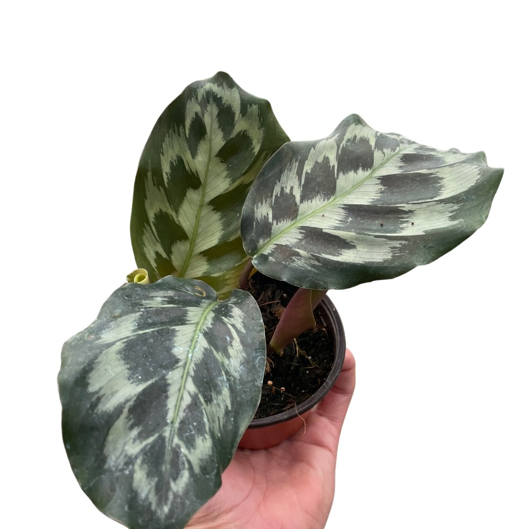 Calathea 'Kennedy' - Holiday Corner