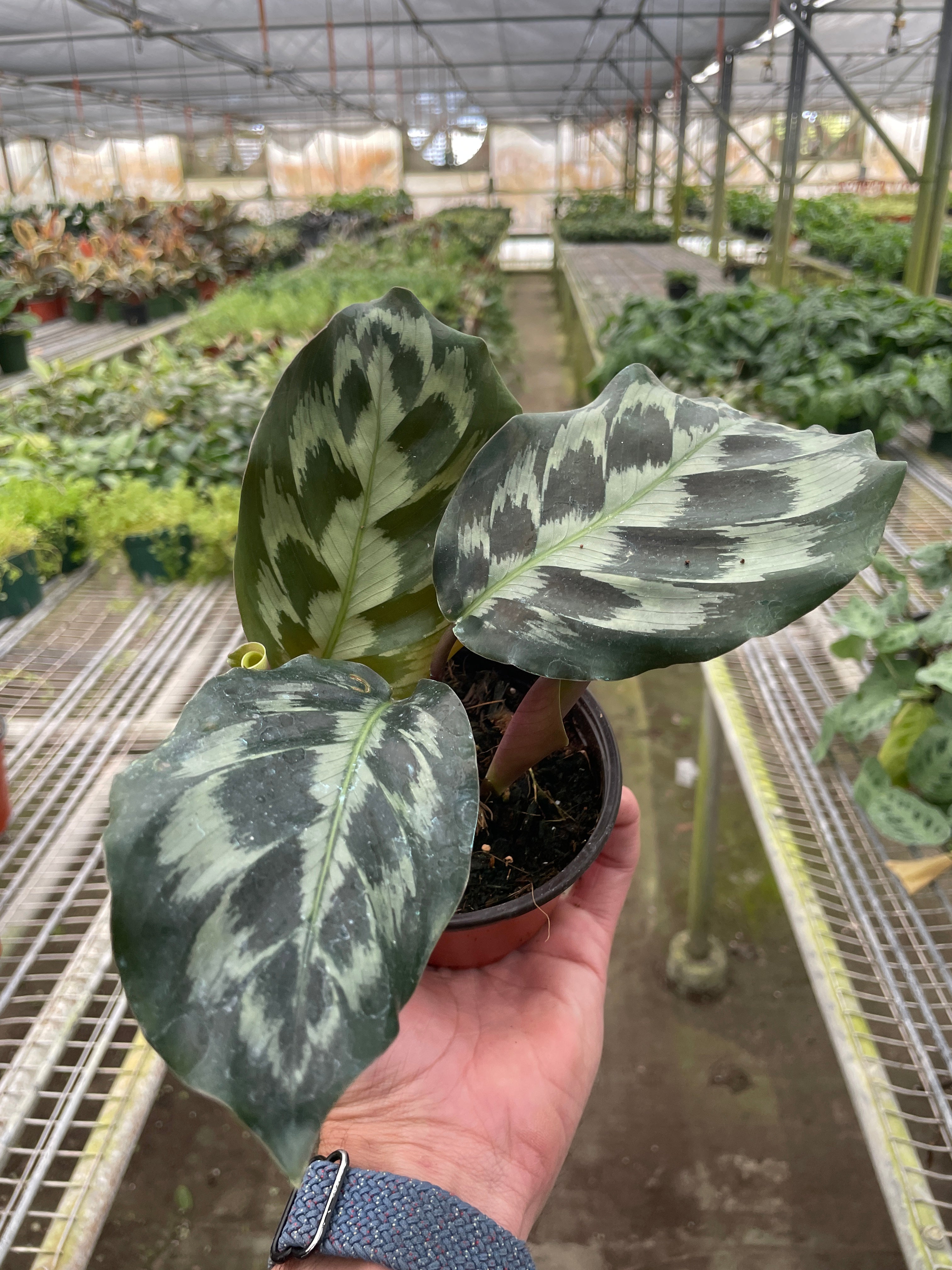 Calathea 'Kennedy' - Holiday Corner
