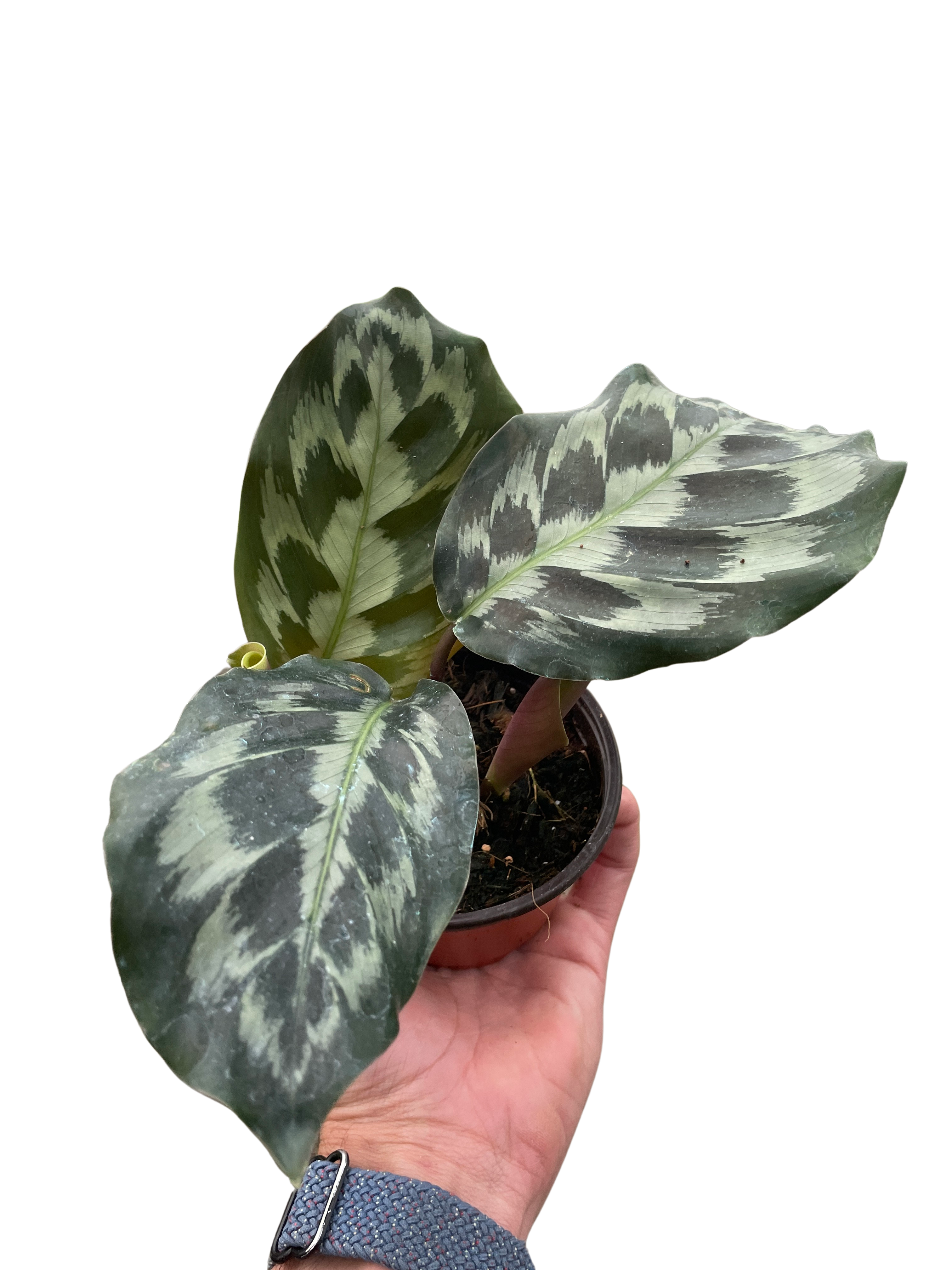 Calathea 'Kennedy' - Holiday Corner