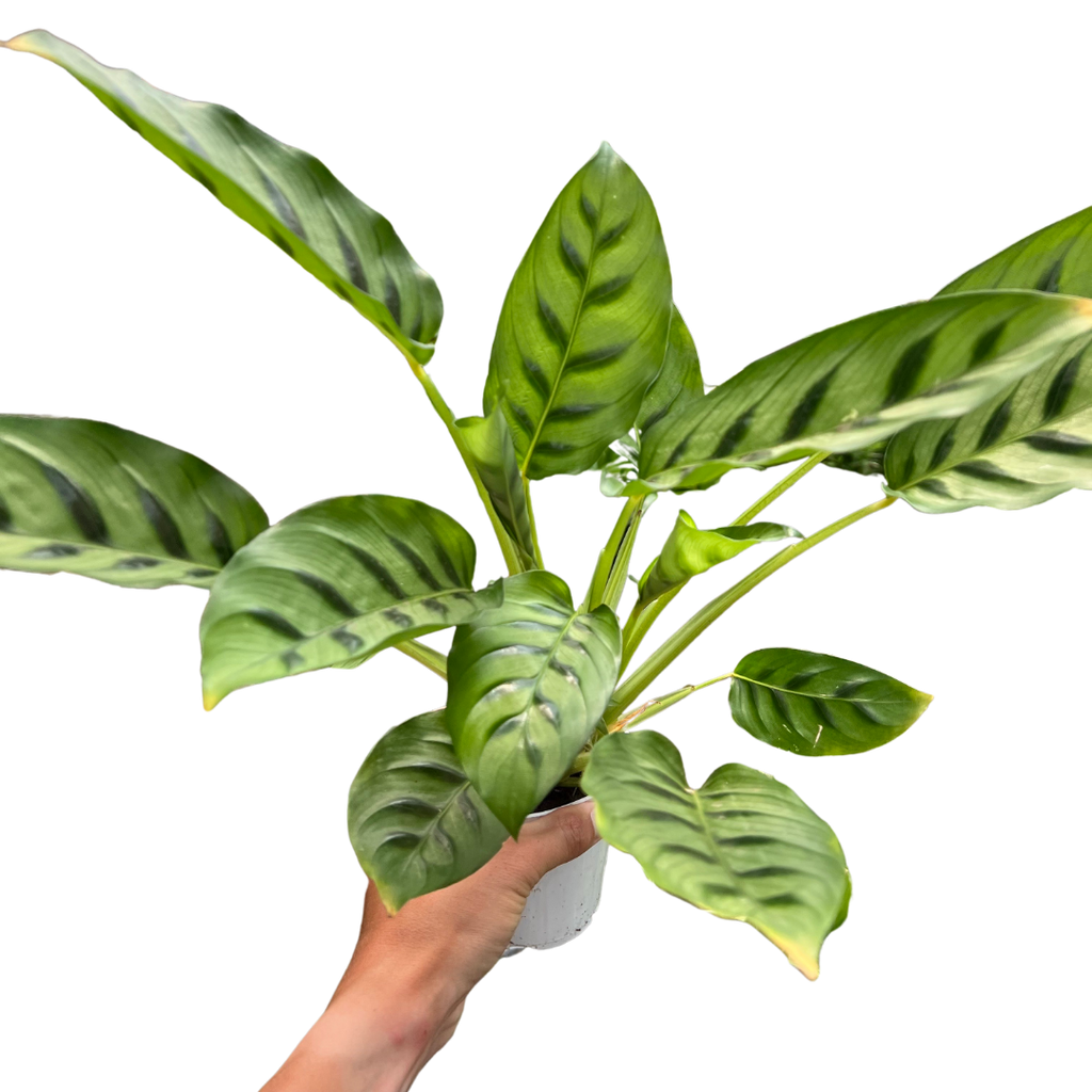 Calathea Leopardina - Holiday Corner