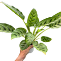Calathea Leopardina - Holiday Corner