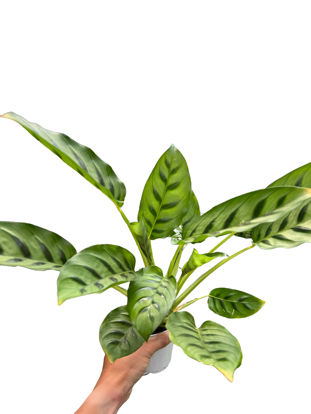 Calathea Leopardina - Holiday Corner