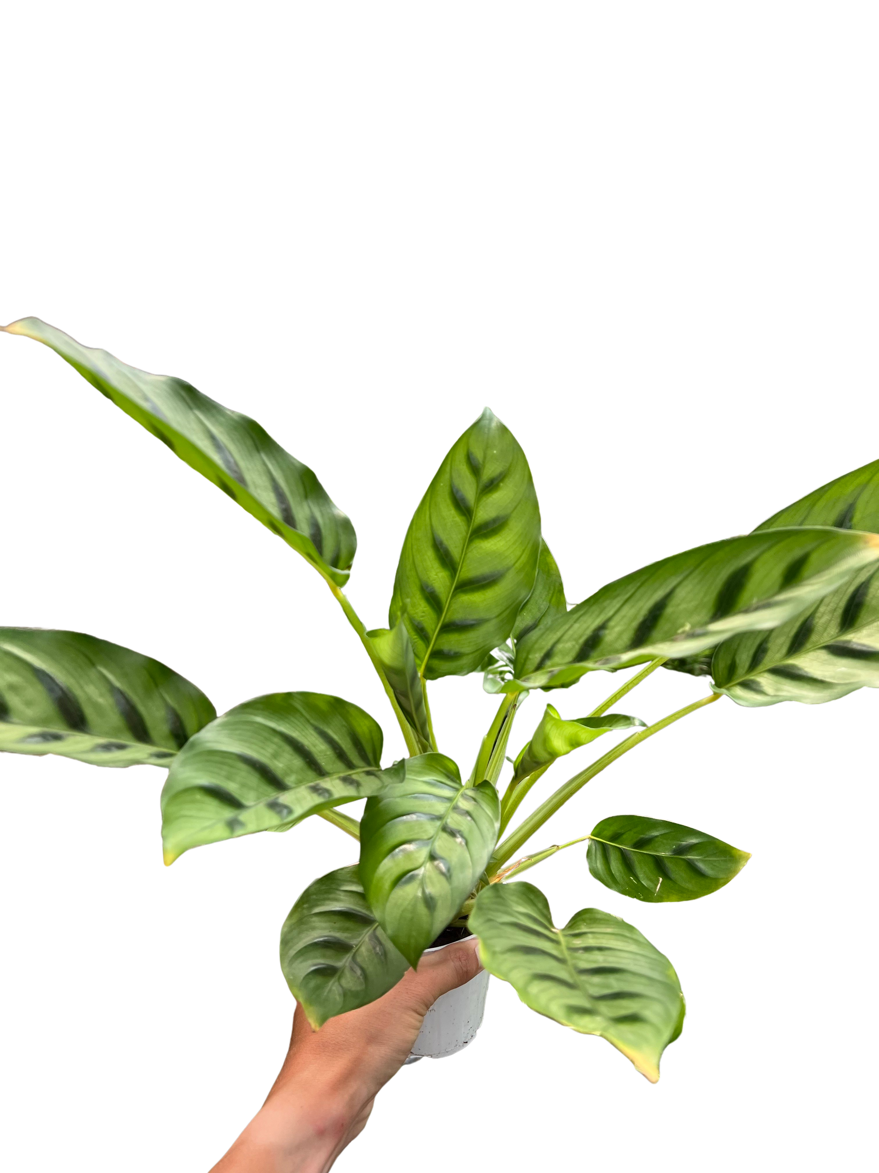 Calathea Leopardina - Holiday Corner