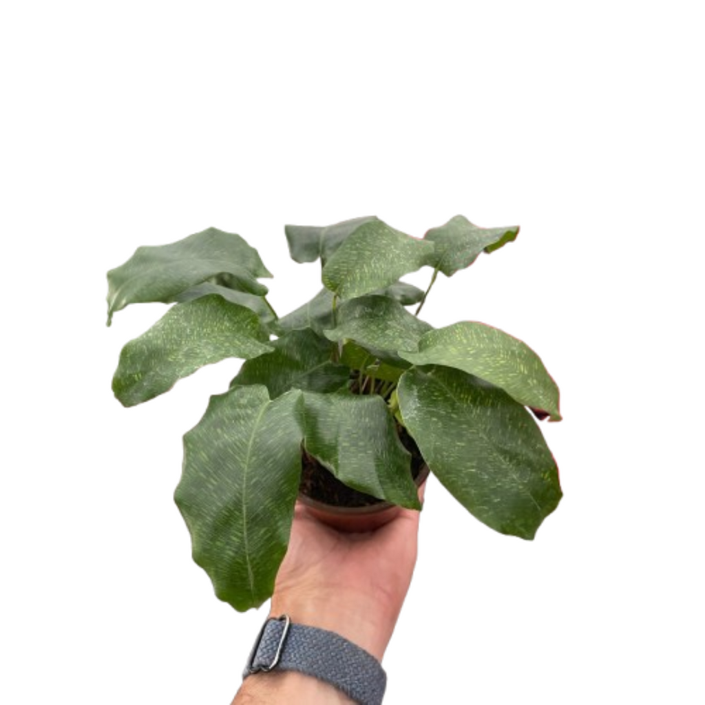 Calathea 'Musaica' - Holiday Corner