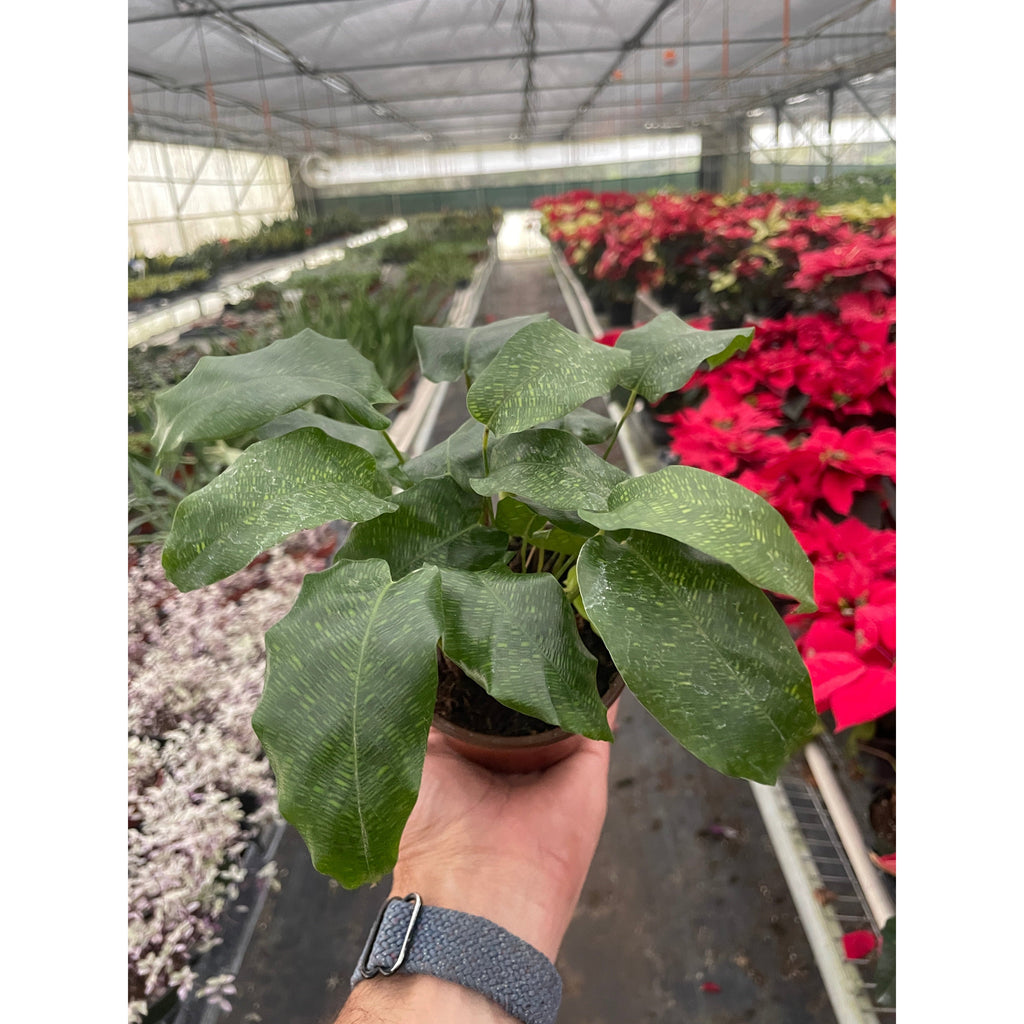 Calathea 'Musaica' - Holiday Corner